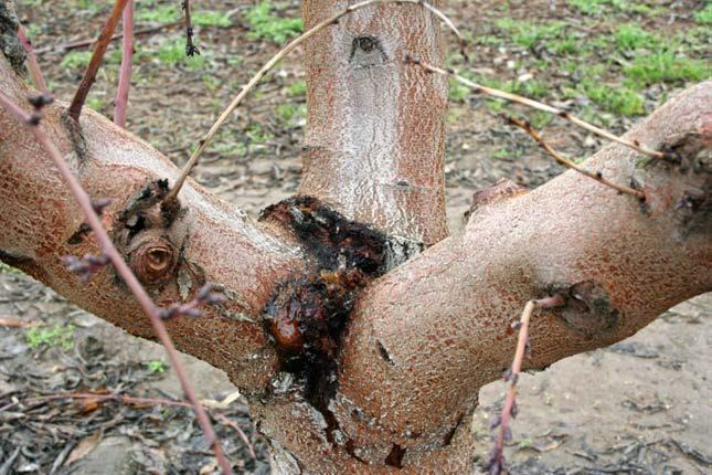 Management of canker diseases Appropriate tree training and scaffold selection