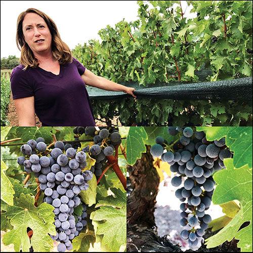 All photos taken by, after the Labor Day heat wave in 2017. Top: Alison Tauziet, winemaker at Colgin Estate, shows off their shade cloth at IX Estate (09/20/17).