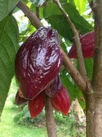 2 Selecting Pods Color is the major guide to pod ripeness. We have both yellow and red varieties of cacao trees.