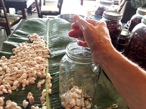 7 Inoculating with Wild Yeast I then rub the beans on the underside of a banana leaf to gather the wild yeast that will help them ferment.