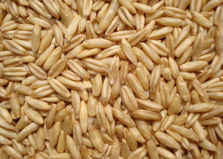 oats, naked oat cultivars