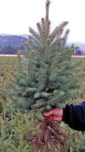 The most beautiful Blue Spruce are those that have been grown with their natural form, dense branching that starts at ground level.