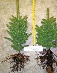product. Either way these Spruce are a jump start for you to reach a high value end product, be it a two to five gallon container or a six to eight foot tree.