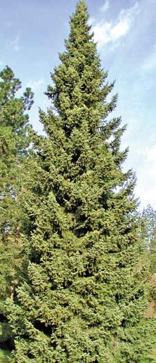 Picea omorika mature tree. Picea omorika foliage. One of the best spruce for landscape use is Picea omorika, Serbian Spruce.