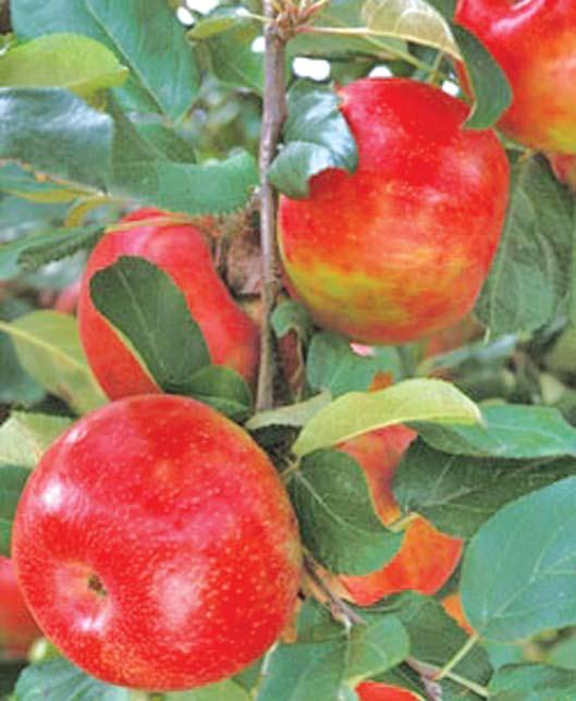 Malus Honeycrisp In 1960 the University of Minnesota developed a new apple variety from a cross of Macoun and Honeygold as part of an apple-breeding program to produce high quality yet winter hardy