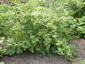 Rubus bellobatus (Introduced) Rosaceae Blackberry A large semideciduous shrub with