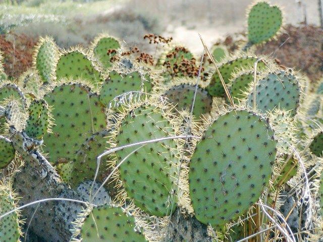 Opuncta stricta (Introduced) Cactaceae Prickly Pear A bushy clumped plant with