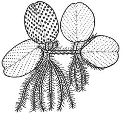 Salvinia molesta (Introduced) Salviniaceae Salvinia