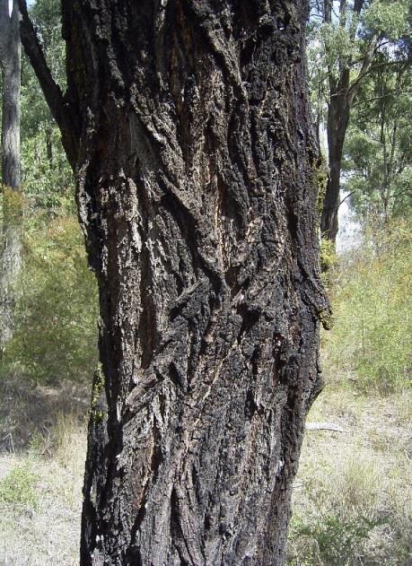 Eucalyptus crebra Myrtaceae Narrow-leaved