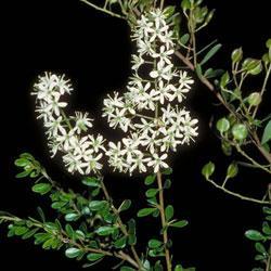 Bursaria spinosa Pittosporaceae Native Blackthorn A medium to large shrub or small tree, growing to 5 10 metres high.
