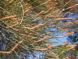 Branchlets grow to14cm long and cones are warty and 15-33mm in length.