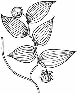 Commelinaceae Gibasis pelludica Tahitian Bridal Veil A