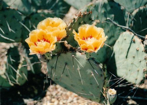 The cactus-like plant is generally a dull bluish-green.