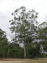 Eucalyptus tereticornis Myrtaceae Forest Red