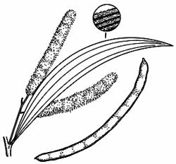 Fabaceae/Mimosoideae Coast Myall An erect