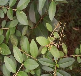 Ligustrum sinense Oleaceae