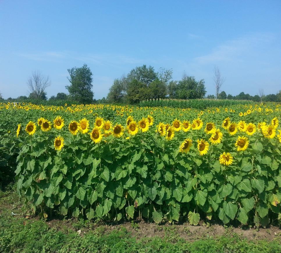 2017 Sunflower Planting Date x Variety Trial Dr.