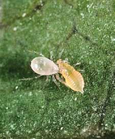 Management of citrus thrips to reduce the evolution of resistance Joseph Morse and Beth Grafton-Cardwell Editor s Note: Work on citrus thrips is now a part of the CRB s Core Program of Integrated