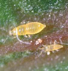Background The citrus thrips, Scirtothrips citri (Moulton), is one of the few pests of California citrus which is native to California.