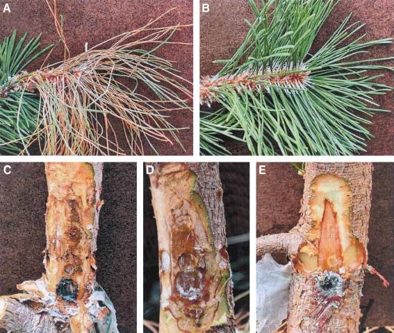 The aggressiveness of Sphaeropsis sapinea on Austrian pine 17 Fig. 1. Symptoms on greenhouse-grown Austrian pines that were wounded and inoculated with A or B isolates of Sphaeropsis sapinea.