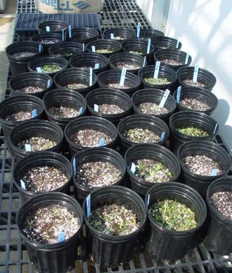 Greenhouse Potting Soil Assay: Methods Pacific Gold mustard greens and rye/vetch cover crop harvested and
