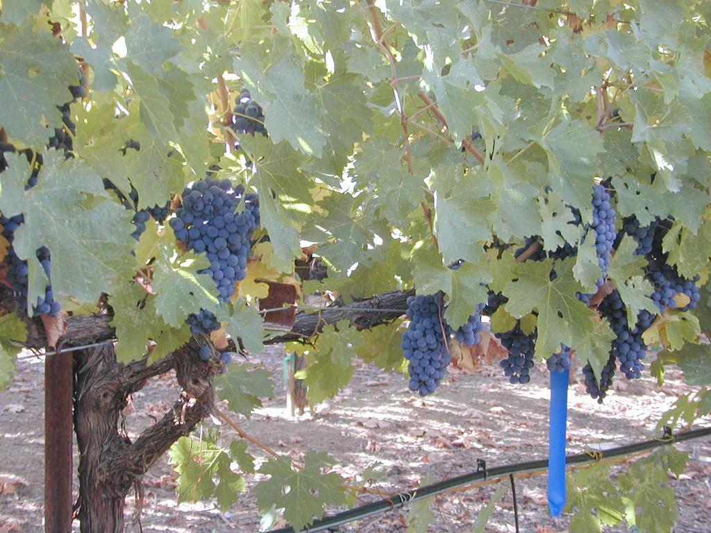 Deficit Irrigation Scheduling for Quality Winegrapes Terry Prichard, Water