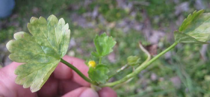 Rough-seeded buttercup: An important TSWV