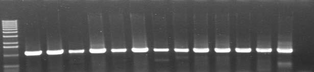 PCR is currently the best method for detection of