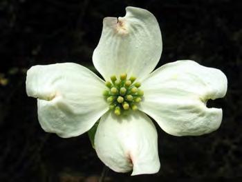 Flowering Dogwood Fringe Tree Chionanthus virginicus Cornus