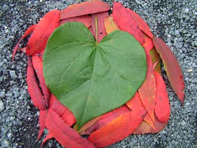 org Seed pods Heart shaped leaves turn yellow-brown