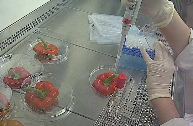 Page 6 of 12 Peduncle tissues of all prepared paprika samples have been spiked with the laboratory reference strain, Erwinia carotovora subsp.
