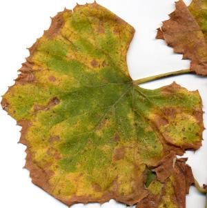 Smith, Turfgrass and Horticulture Crops Extension Pathologist Jennifer Dominiak Olson, Asst Ext Spec, Plant Disease Diagnostician You will likely remember that we wrote last season about the first