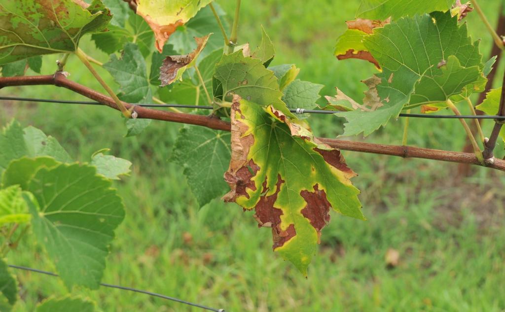 Figure 5. Symptoms of grape leaves with Pierce s disease, photographed in late August. Note green tissue separated from brown tissue by yellow borders.