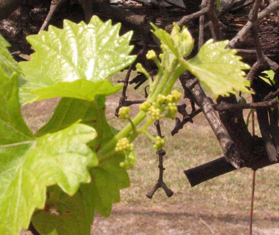 Hope for a small crop We have seen flower and fruit clusters develop from buds that we didn t expect to be very fruitful If vine is damaged these newly shoots may still