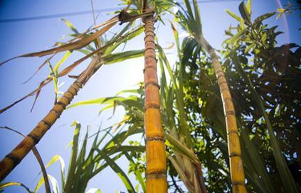 1 INTRODUCTION INVERT The sugar SUGAR cane isabstract a genus of tropical The grasses food and which drink requires industry strong depends sunlight heavily and abundant on enzymes.
