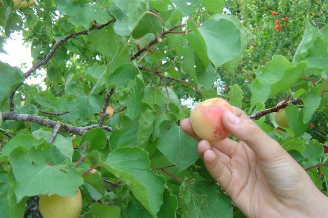 One of summer s advantages is that there is always plenty of fresh fruit to be had, especially if you have a few fruit trees in your own backyard. Often you don t know what to do with so much fruit.