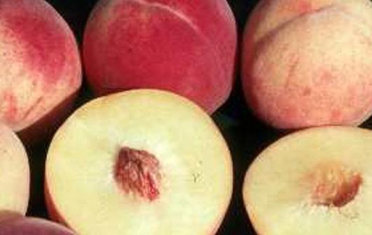 Peach varieties Peach varieties are now available for commercial propagation licensing through Vineland Research and