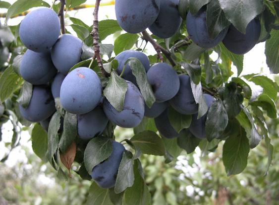 European plum varieties Violette (V72511)* September 10 Dark skin