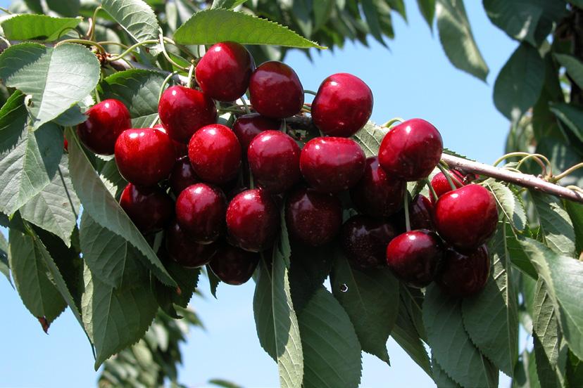 Sweet cherry and nectarine varieties Vandalay (V690618) July 16 Wine-red skin