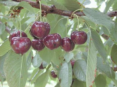 Sweet cherry variety Sweet cherry - Prunus avium L (V84031)* July 3 (12 days before Bing) Very attractive, medium-large size and kidney shaped Mahogany-black skin colour Black-red flesh and