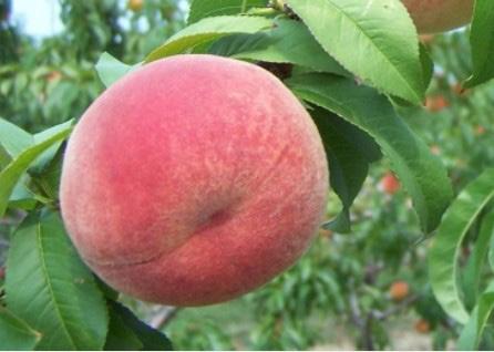 *Canadian PBR protected Vee Blush (V92301)* July 28 Fruit is yellow in colour with a red blush Good resistance to leaf