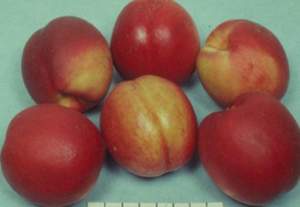 com Virtue (V85384)* September 5 Fruit is very firm and highly coloured Good resistance to bacterial spot, brown rot, canker and