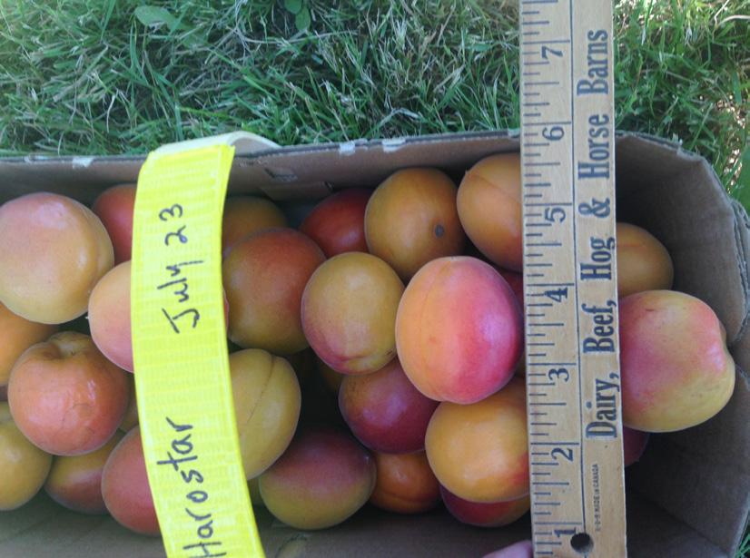 Apricot varieties AC TM Harostar (HW 436) August 4 Red blush on an