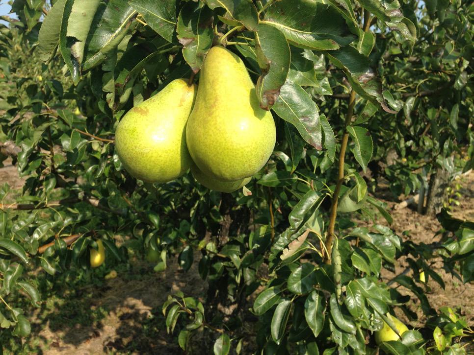 Pear varieties Pear varieties are now available for commercial propagation licensing through Vineland