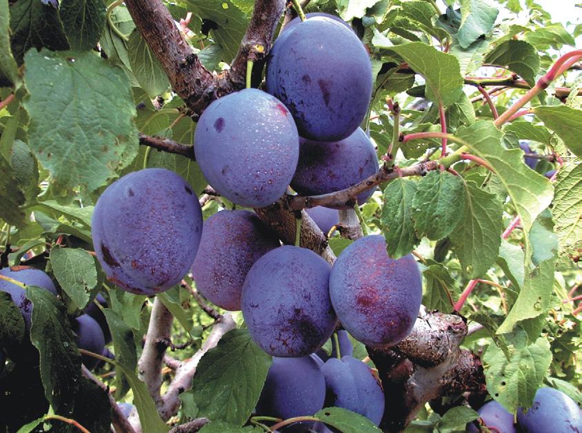 European plum varieties Valerie (V70031)* August 14 Violet-blue