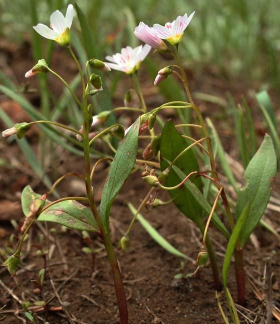Spring Beauty, Claytonia lanceolata Food: (Goshute)