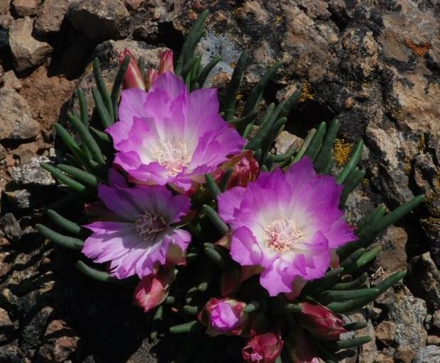 Bitterroot, Lewisia rediviva Food: (Paiute) Roots dried and used for food. Roots boiled like macaroni.