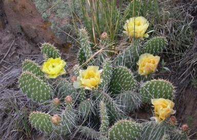 Central Prickly Pear Cactus, Opuntia polycantha Drug: (Navajo) Plant used as a poison for hunting. Food: (Goshute) Joints roasted in hot coals and eaten.
