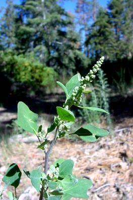 Fremont Grassroot, Chenopodium fremontii Food: (Navajo) Seeds used to make tortillas and
