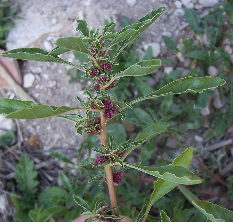 Amaranth, Amaranthus blitoides Food: (Navajo) Plant used as sheep forage.